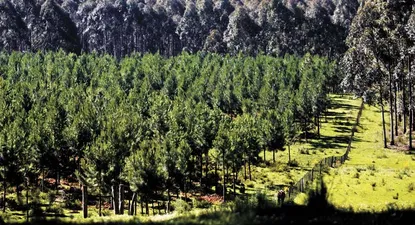 La llegada de una nueva pastera puede ser un elemento adicional.