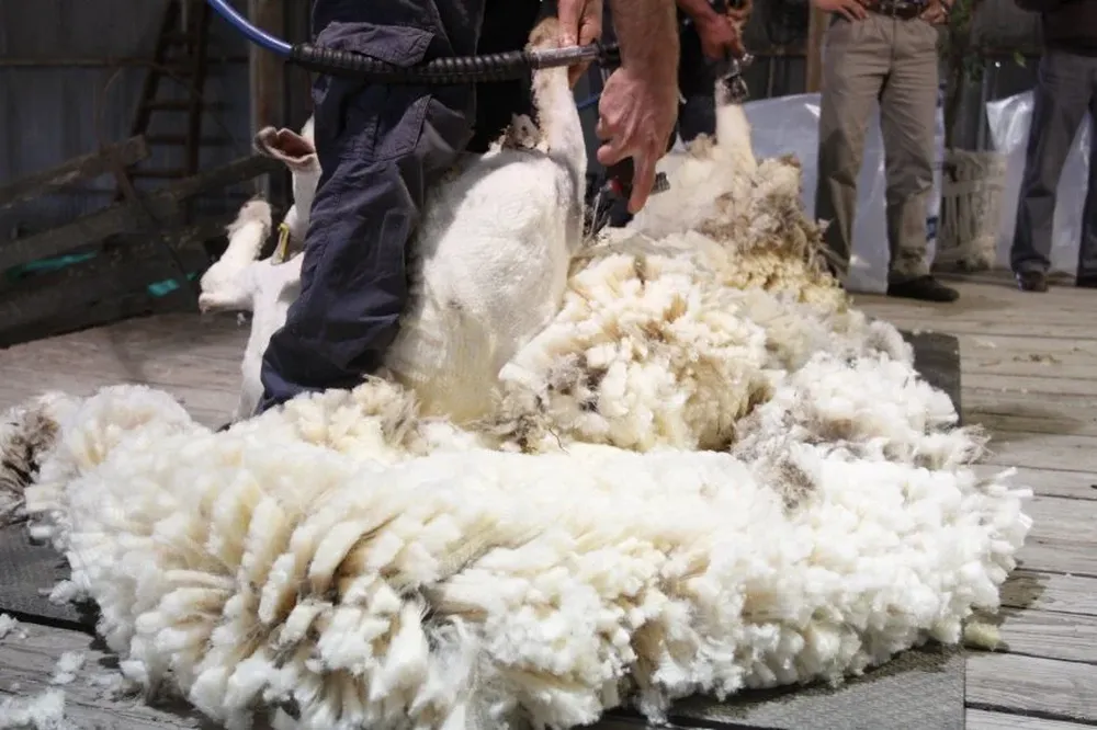 En el mercado local aumentó el interés por los lotes finos