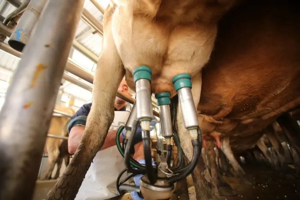 Tamberos denuncian afectación por paro de sindicato