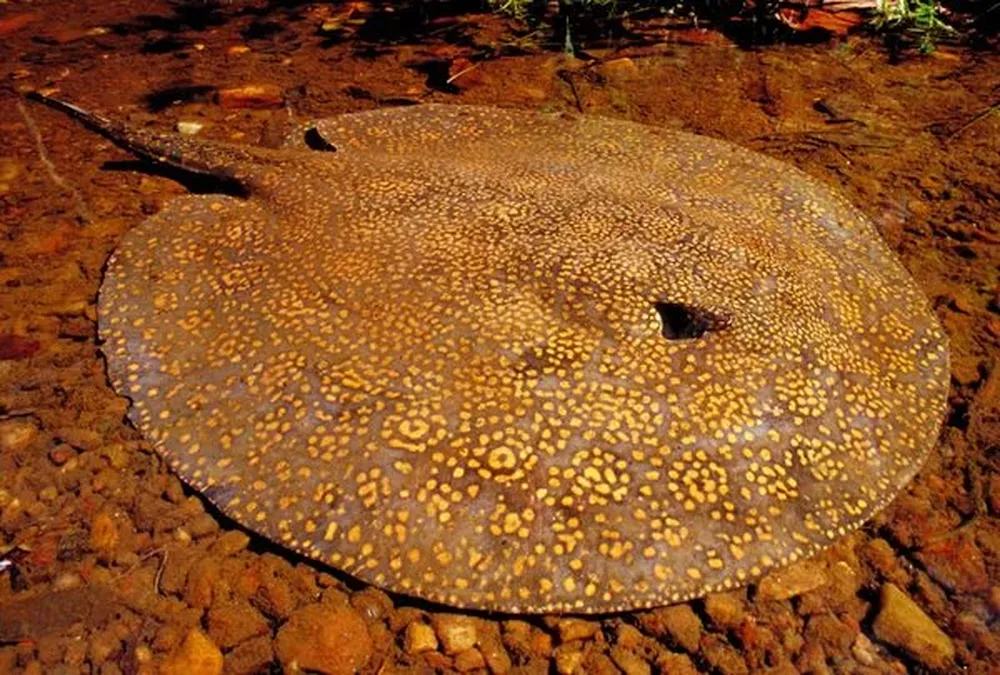 Mantarraya gigante No se tiene demasiada información sobre esta especie de mantarraya, que habita los ríos del sudeste asiático y el norte de Australia. Por ejemplo, no se conoce cuántos ejemplares quedan, ni si son capaces de ingresar al agua salada. No obstante, se sabe que pueden llegar a medir hasta 5 metros de largo y pesar unos 600 kilos. El hecho de que suelan enterrarse bajo el fondo del río las hace muy difíciles de ver. Aún así, su aguijón es conocido por llegar a medir 38 metros y contener un tóxico mortal.