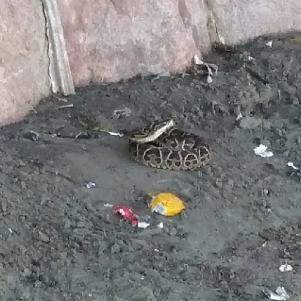 Hallaron serpiente crucera en la Playa Ramírez