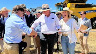 Quedó inaugurada la cosecha de trigo, en Dolores.