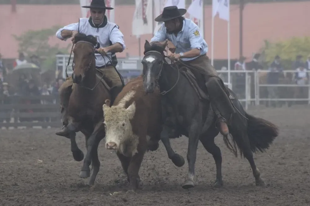 La yunta ganadora de las Paleteadas Brasileras en plena competencia.