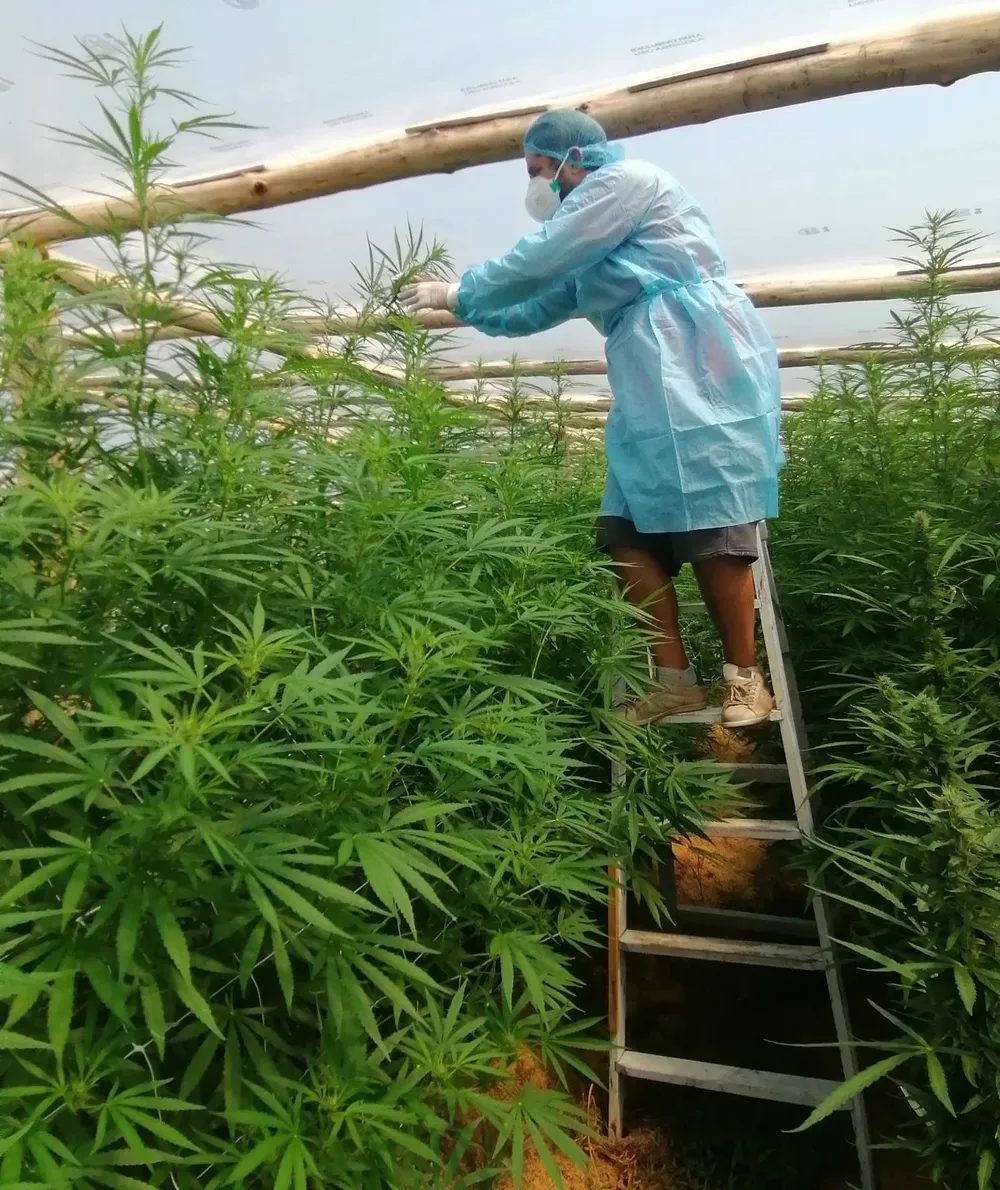Hay plantas que, dentro del invernáculo, alcanzan los seis metros.