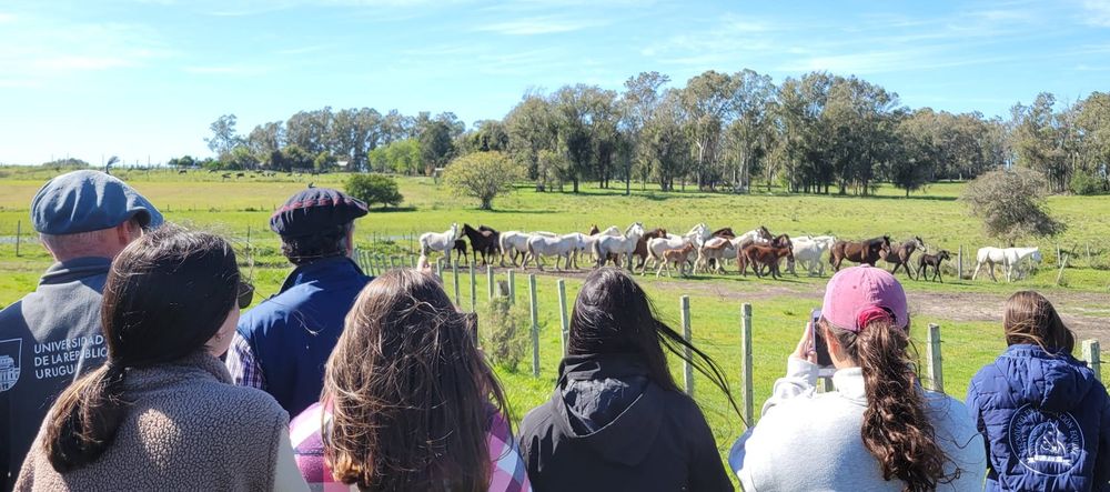 Producción equina: un tema de alta relevancia, especialmente en Cerro Largo.