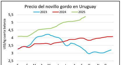 Ganado gordo: el precio del novillo en los niveles más altos en la historia.