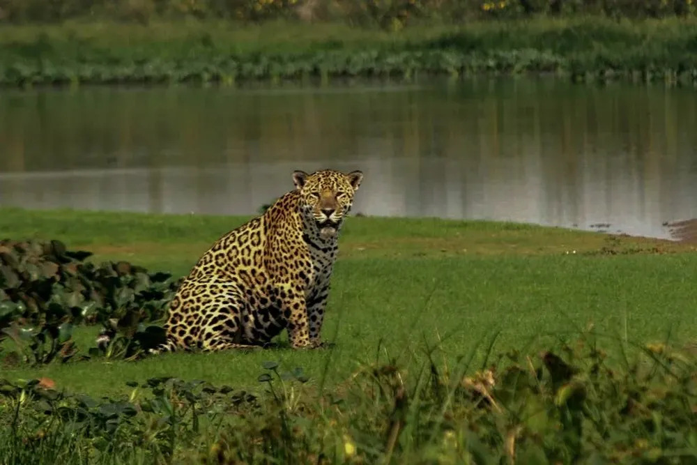 Un ejemplar de jaguar, el mayor felino de las Américas