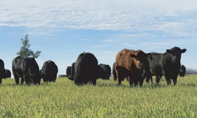 Indarte Negocios Rurales dispersará Angus funcionales y pesados