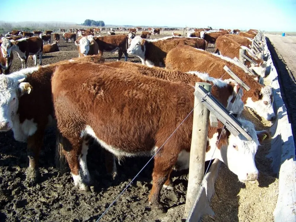 Piden al gobierno la esencialidad para la faena de ganado