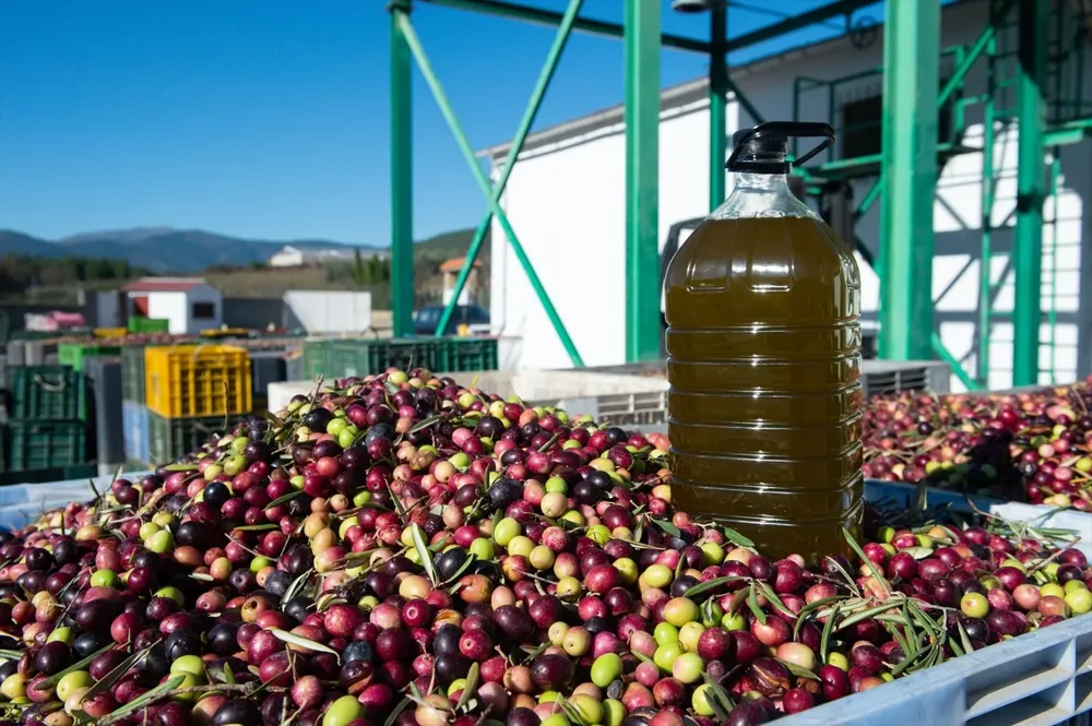 Una garrafa de aceite sobre cientos de aceitunas, en la “Almazara Tradicional”, en Gata (Cáceres).
