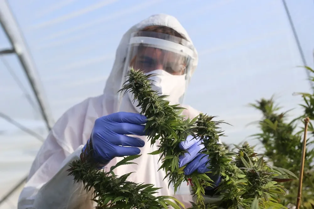 Hay 65 empresas instaladas principalmente en San José, Canelones, Maldonado y Salto que desarrollan el cultivo.