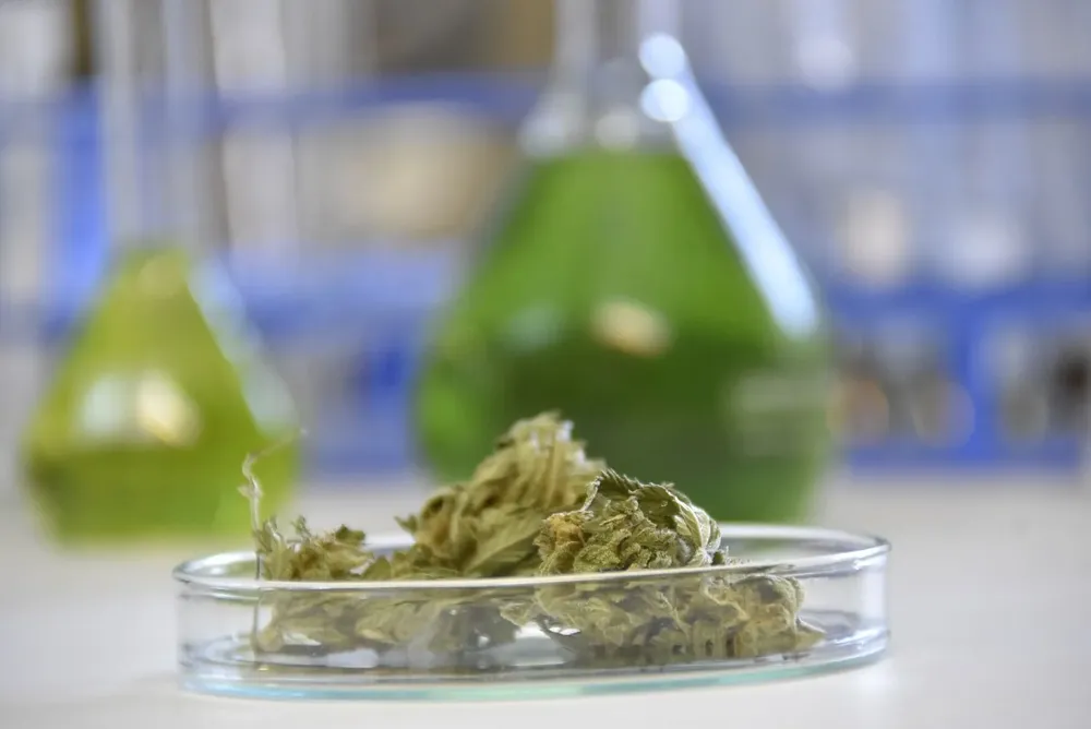 Colombia autoriza uso industrial del cannabis