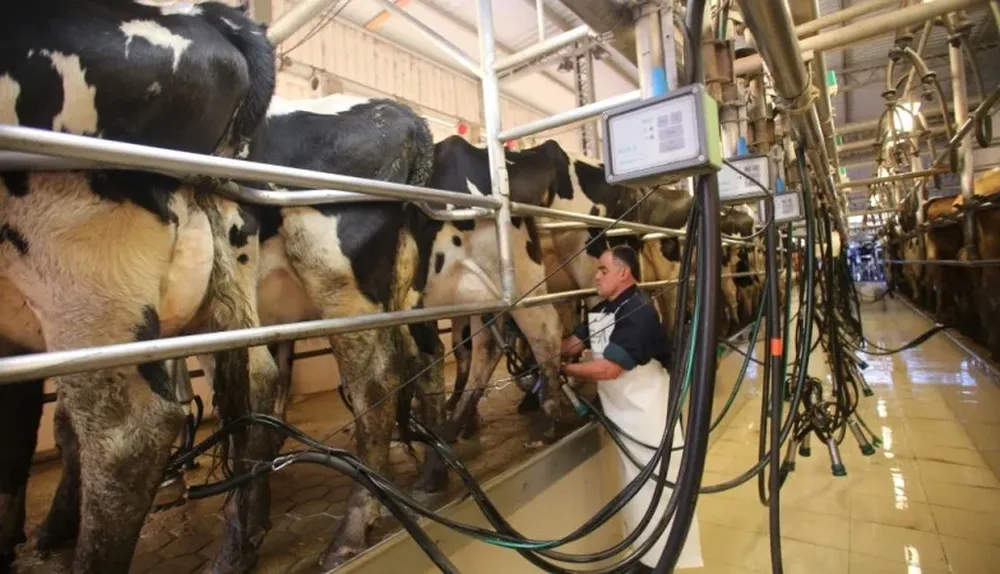 En junio las remisiones de leche cayeron un 5% sobre igual período de 2013