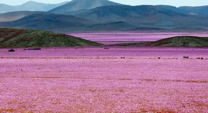 el sueno chileno termina para muchos en un basurero
