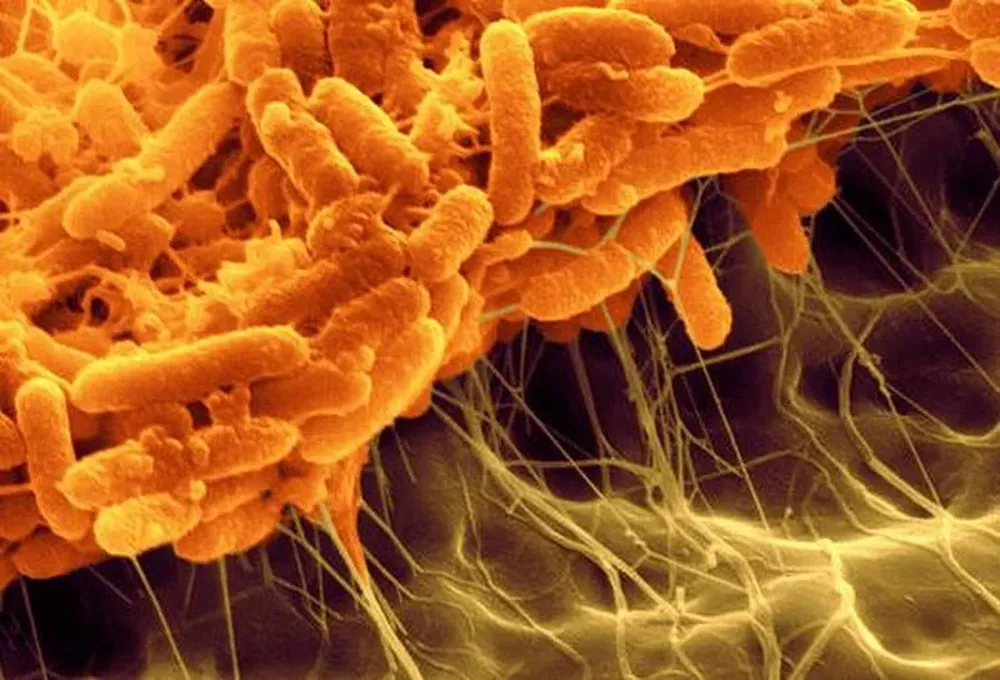 Serratia Liquefaciens