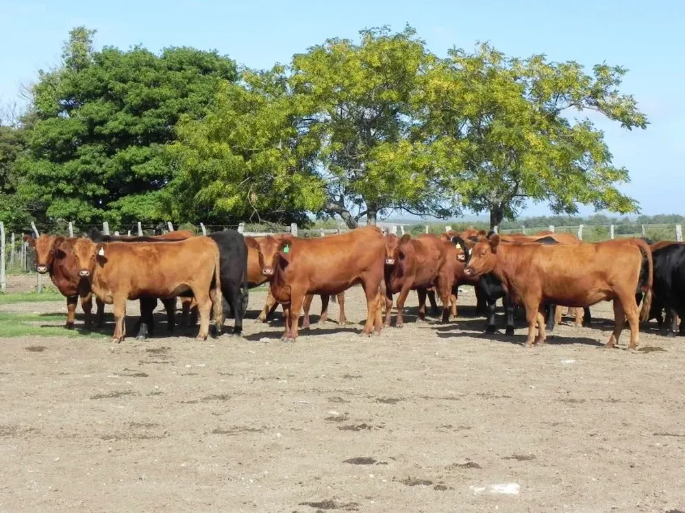 El rodeo bovino uruguayo comprende 12.050.378 cabezas.