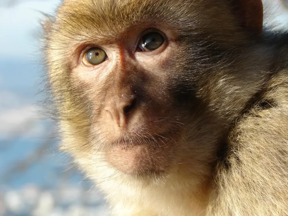 El experimento se realizó con macaco Rhesus (Macaca mulatta)