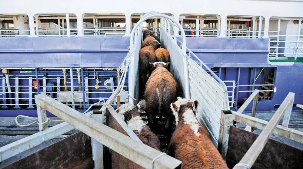 Gladenur exportará 70 mil vacunos entre noviembre y diciembre