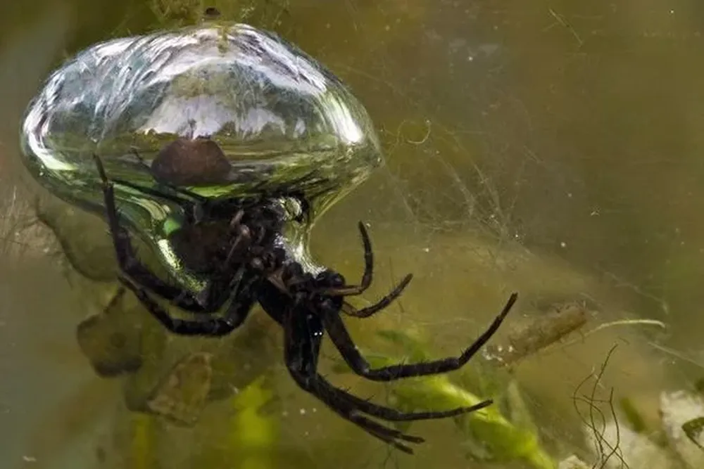 Araña buceadora Es la única especie de araña que vive totalmente bajo el agua, gracias a una burbuja de aire que sostiene mediante los pelos en sus patas y abdomen. Si bien esta araña precisa subir a la superficie para proveerse de aire no lo hace demasiado seguido, ya que parte del intercambio de gases tiene lugar desde la superficie de la burbuja. Habitan Europa Central y algunas partes de Asia del norte y, a diferencia de lo que suele ocurrir con los arácnidos, los machos son de mayor tamaño que las hembras.