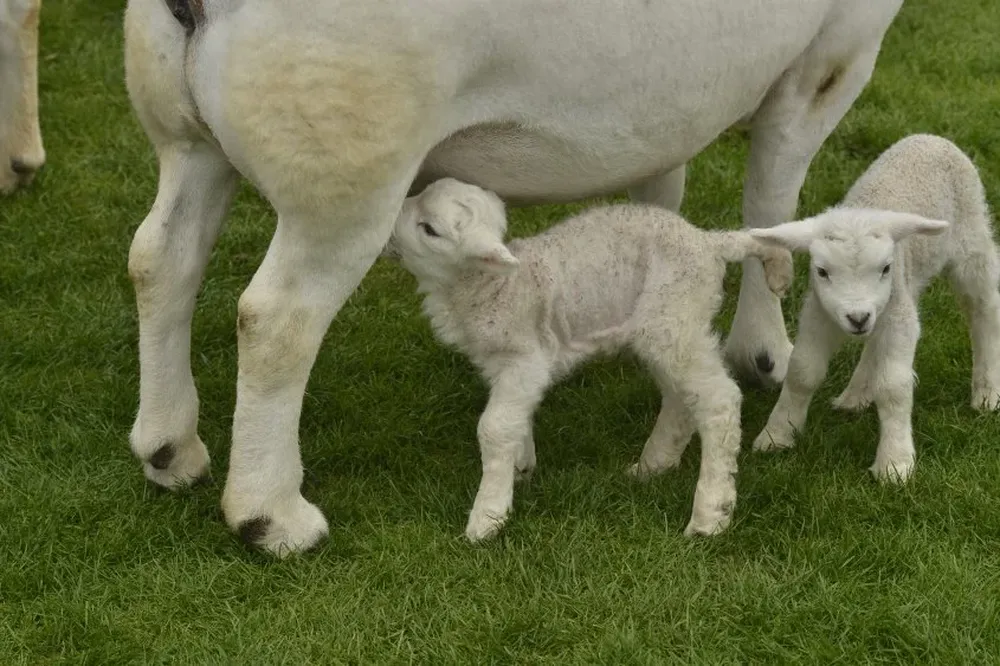 Los técnicos recomiendan como medida preventiva tener los ovinos en potreros más abrigados o darles de comer.