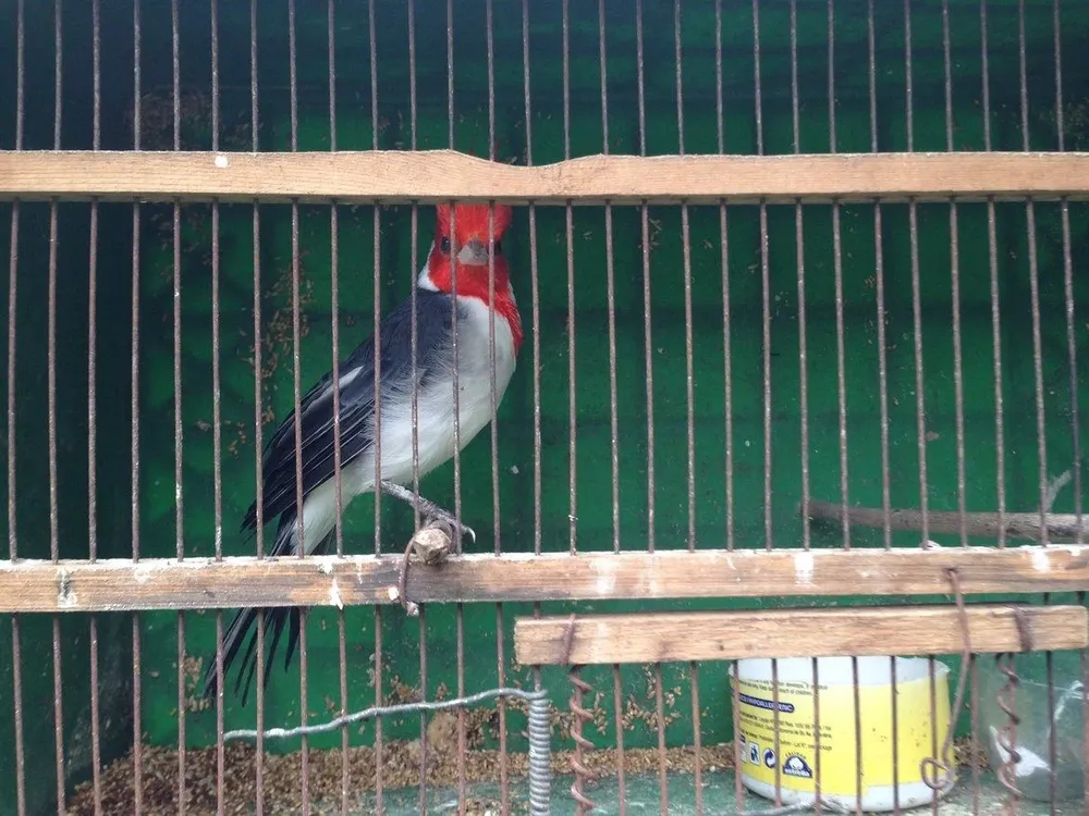 El transporte y venta de aves silvestres se suspendió debido a una medida del gobierno.