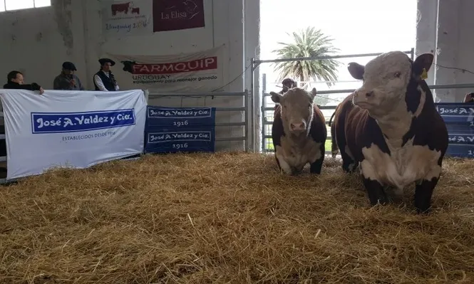 Remate a cargo del escritorio Valdez y Cía