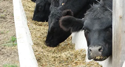 “Invertir en ganado”: la promoción agropecuaria que el BCU mandó frenar
