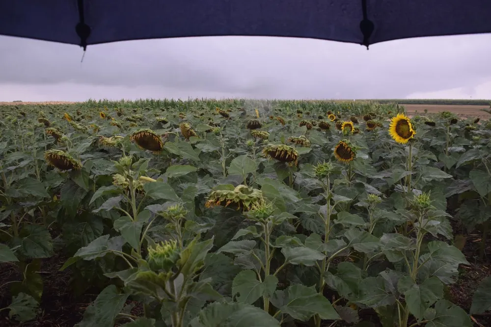 Lluvias sobre el área de ensayo con girasoles, esta semana en el predio de la Expoactiva Nacional.