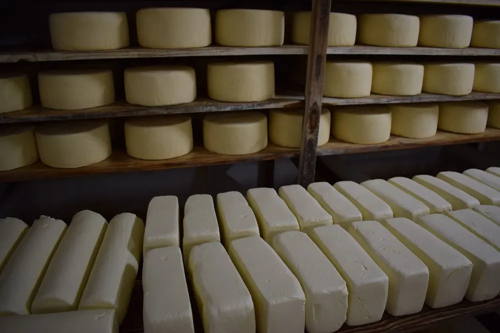 Producción quesera en Uruguay.