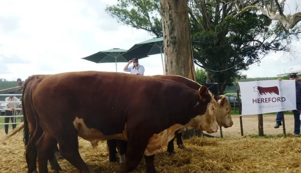 Habrá 50 toros en 180 días de plazo