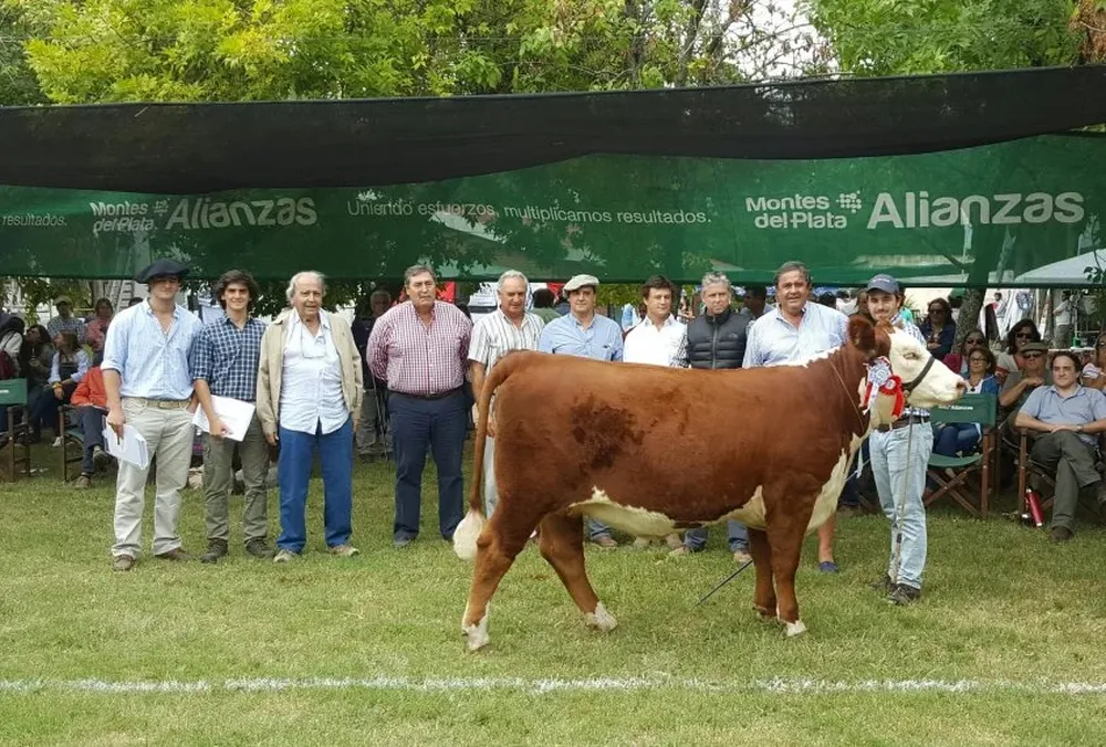 Campeona Suprema y Gran Campeona Polled Hereford