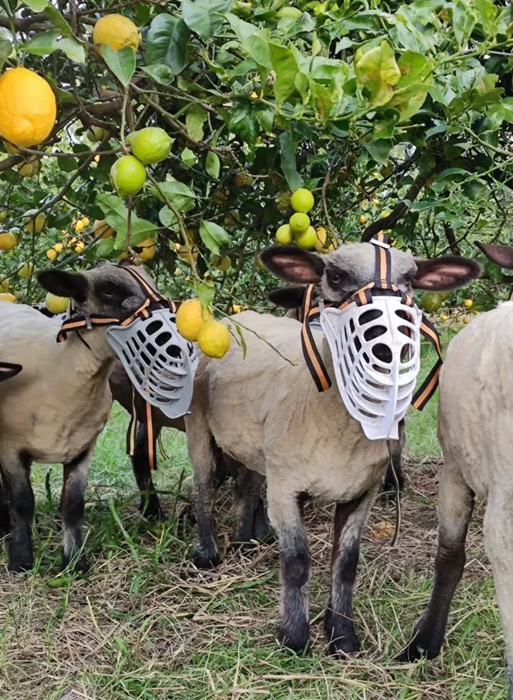 Beneficios para el ovino y el frutal.