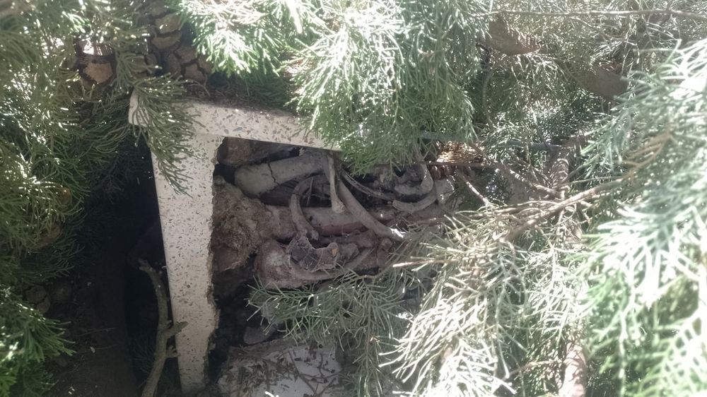 Rama podada rompió urna en cementerio de San Antonio