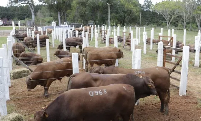 Toros Montana de Don Florentino promediaron US$ 3.082