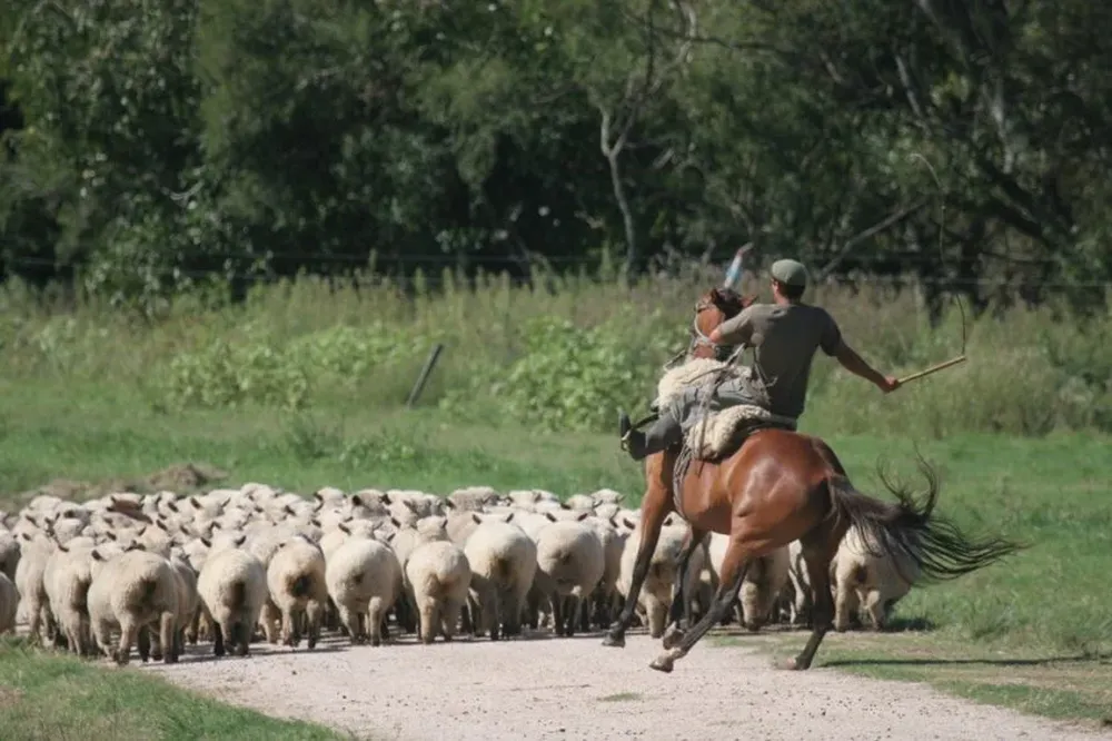 El ovino busca su camino