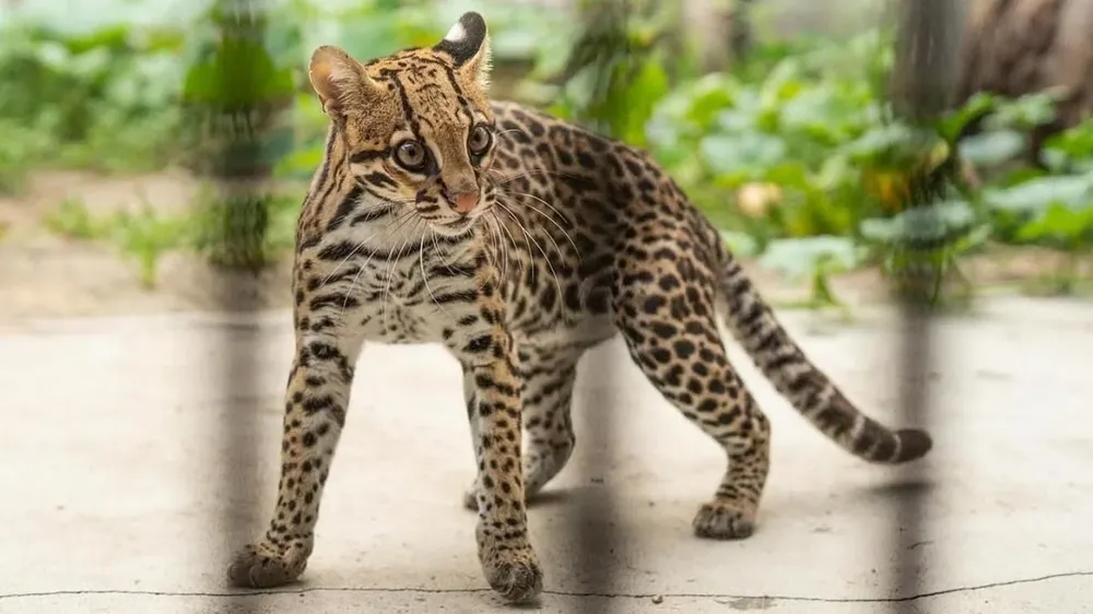 Lila, el ocelote.