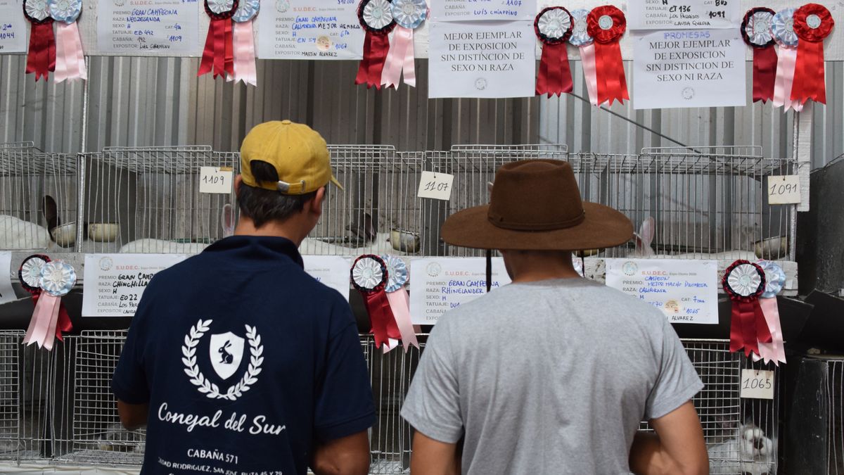 Los mejores conejos del país en la Semana Criolla y, además, el por qué es tan valioso comer esa carne