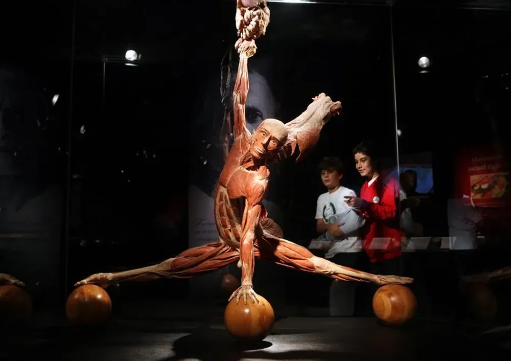 República Dominicana- Una de las obras de la exposición Body Worlds: Un viaje por el corazón en Santo Domingo
