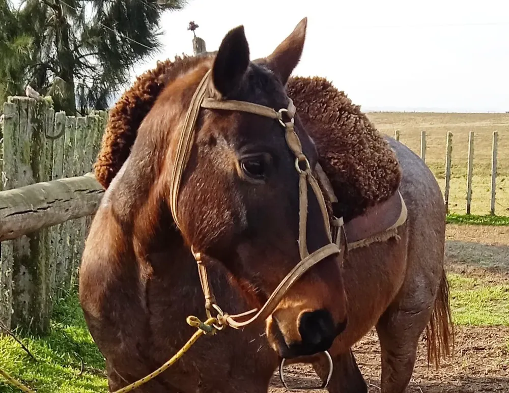 El primer remate de la cabaña Iguazú se hará online desde las oficinas de Zambrano & Cía.