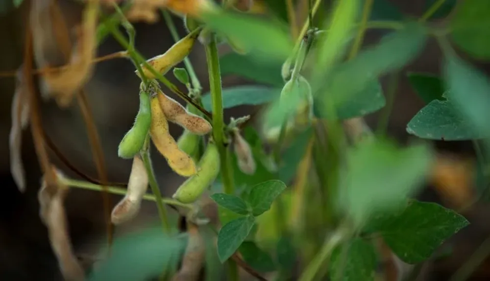La caída de precios no perdonó a la soja, la estrella de la producción agrícola