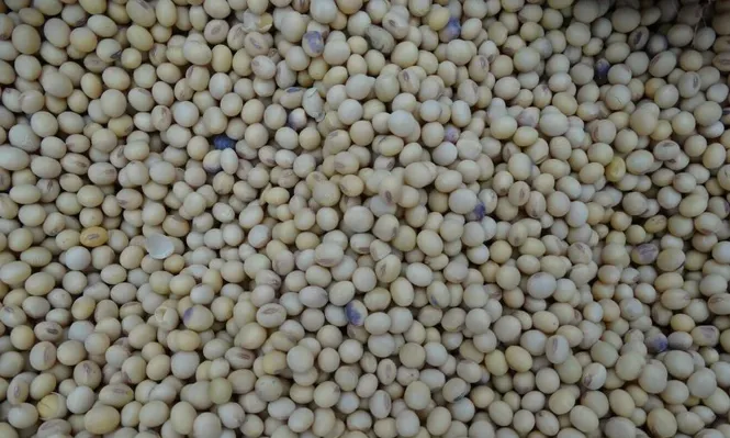 La soja se mantuvo a más de US$ 420 este viernes en Chicago