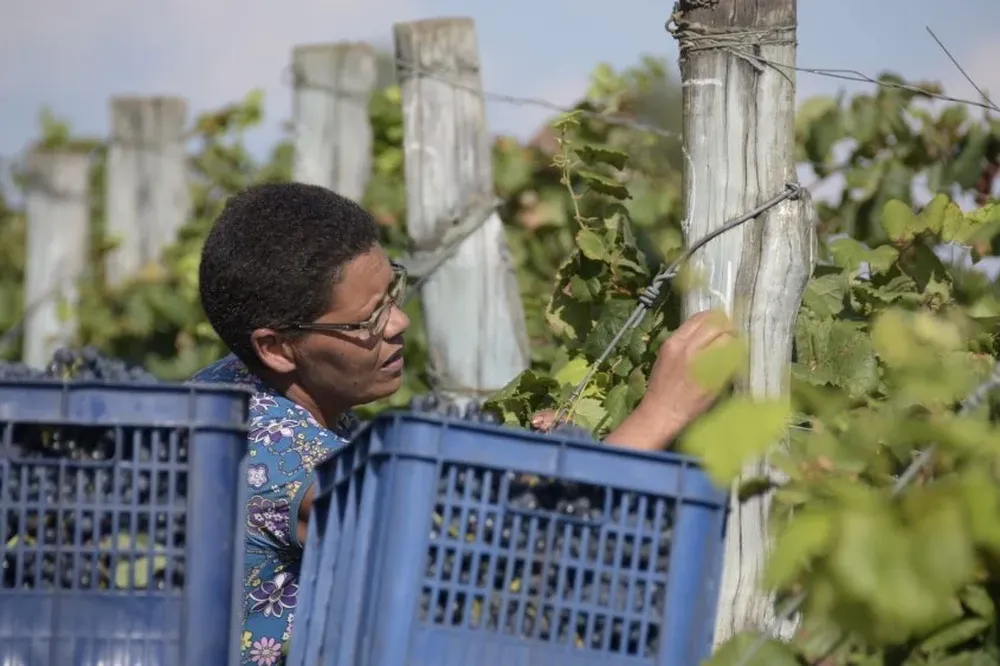 Mujer trabajando en un viñedo