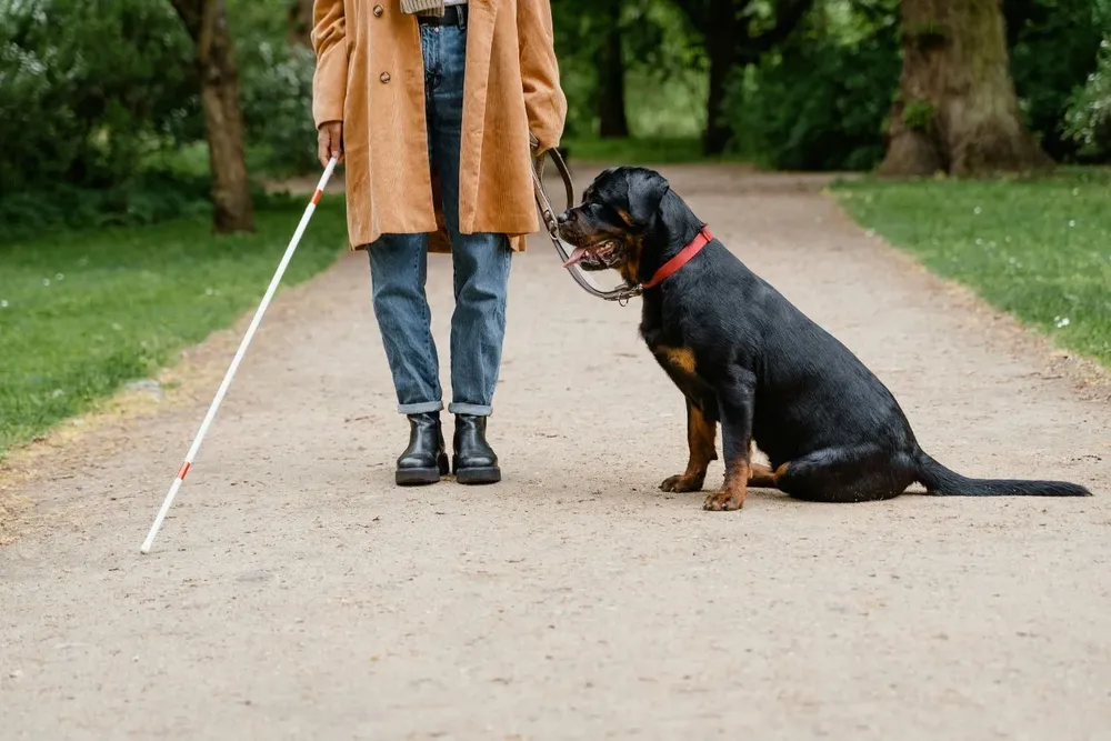 Durante el entrenamiento de perros guías se simulan situaciones y obstáculos de la vida diaria.