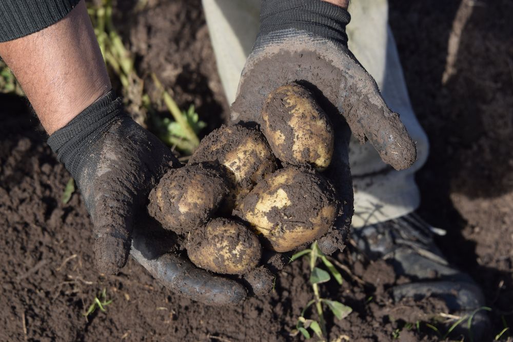 Papa: la siembra de primavera-verano es 18% superior a la del año pasado.