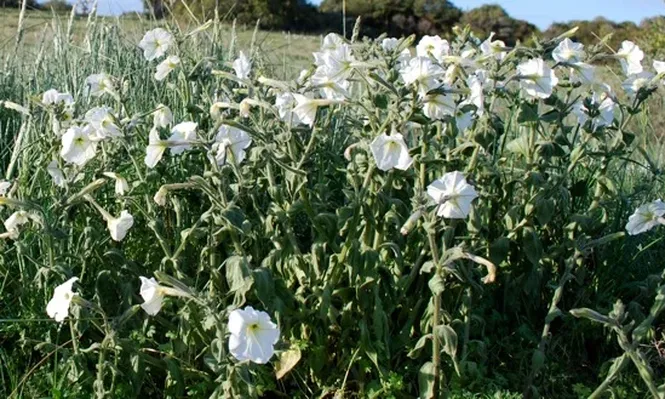 Investigación BBC: el lado oscuro de los perfumes de algunas de las grandes marcas de lujo
