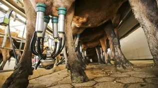 Lluvias excesivas: para un tambo es fundamental tener buen piso cuando las vacas llegan al ordeñe.