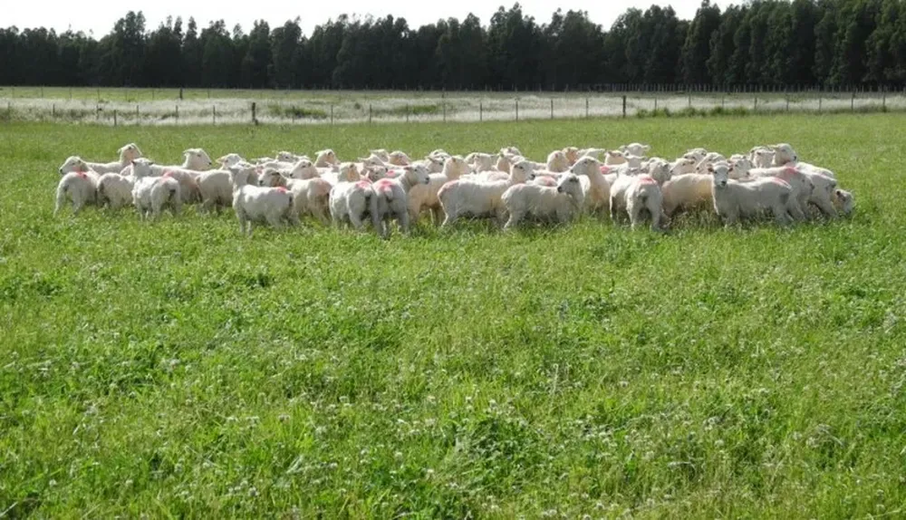 El comportamento ovino procura qus la carne con hueso de corderos ingreso a mercados de más valor