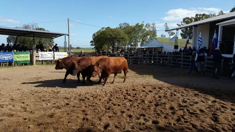 La colocación fue notoriamente menor a la lograda en los años anteriores.