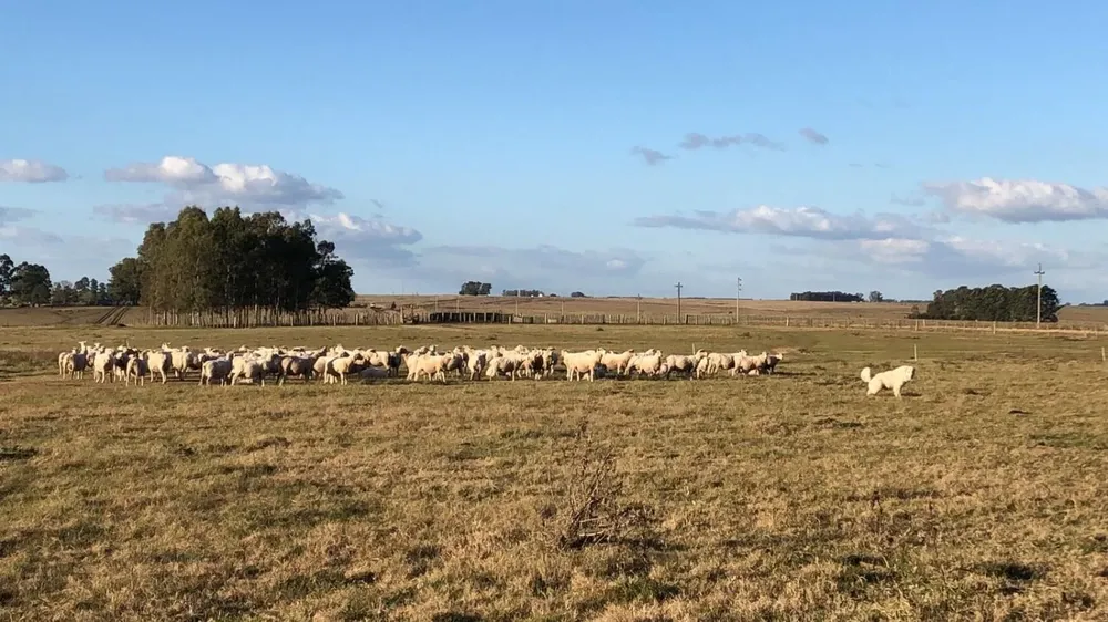 Rubro ovino, un puntal de la ganadería nacional.