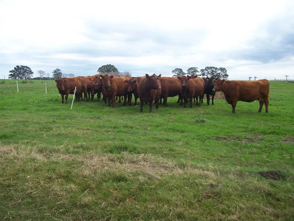 La genómica cotiza la producción de carne